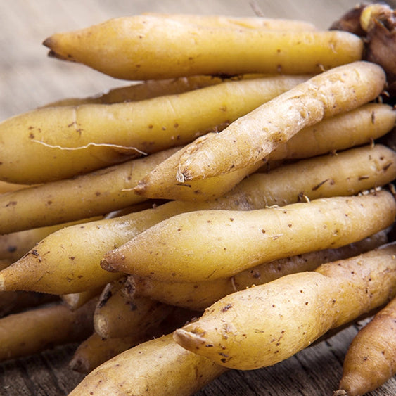 ประโยชน์ของกระชายขาว สมุนไพรสุดฮิตที่ต้องมีติดบ้าน !