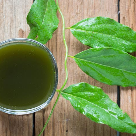 สรรพคุณของใบย่านาง