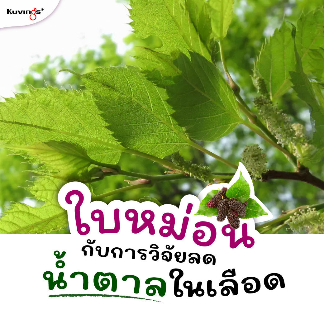 หม่อน กับการวิจัย ลดน้ำตาลในเลือด